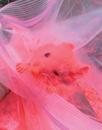 A wild deer mouse receives a dusting of pink powder.