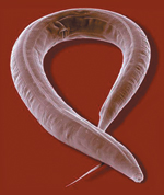 The nematode worm